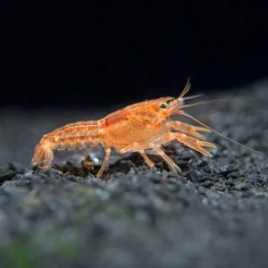 Crayfish Wholesale Supplier online